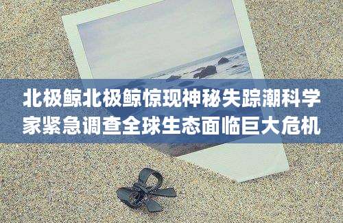 北极鲸北极鲸惊现神秘失踪潮科学家紧急调查全球生态面临巨大危机
