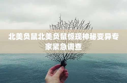 北美负鼠北美负鼠惊现神秘变异专家紧急调查