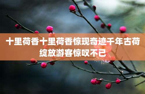十里荷香十里荷香惊现奇迹千年古荷绽放游客惊叹不已